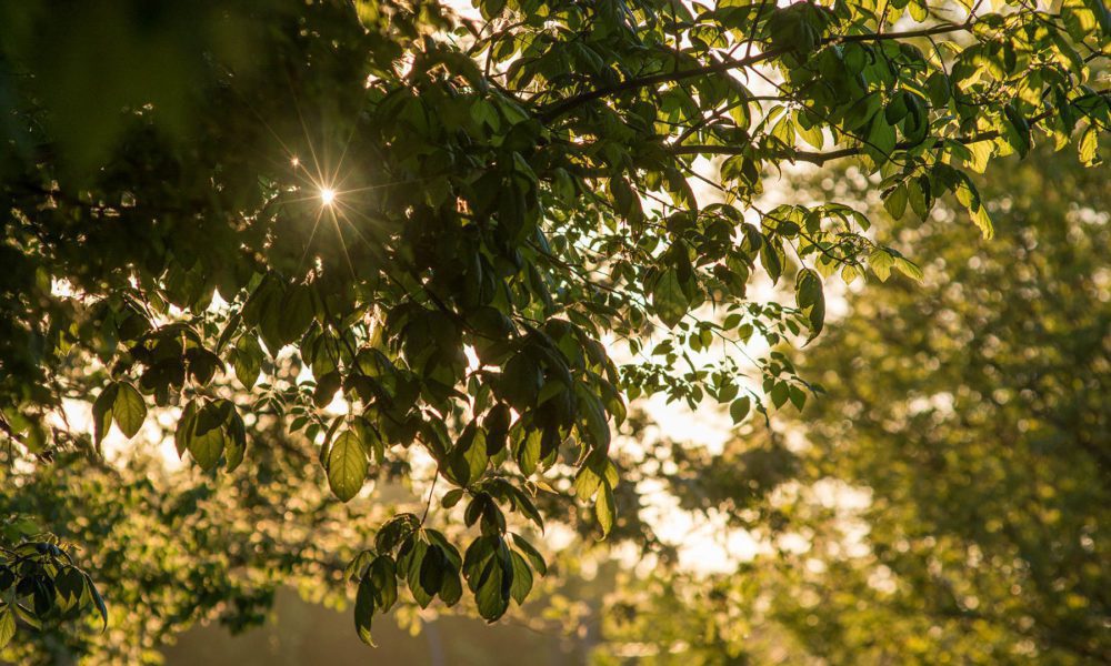 ROCA-CIUDAD-CLIMA-PRIVAMERA-PAJAROS-ARBOLES-001-1000x600