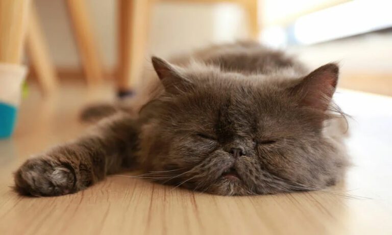 Sueño gatuno… cuando duermen, duermen. Sueño gatuno… cuando duermen, duermen.