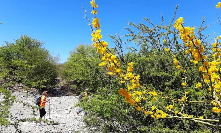 La Brea, caramelo y pegamento de la naturaleza. La Brea, caramelo y pegamento de la naturaleza.