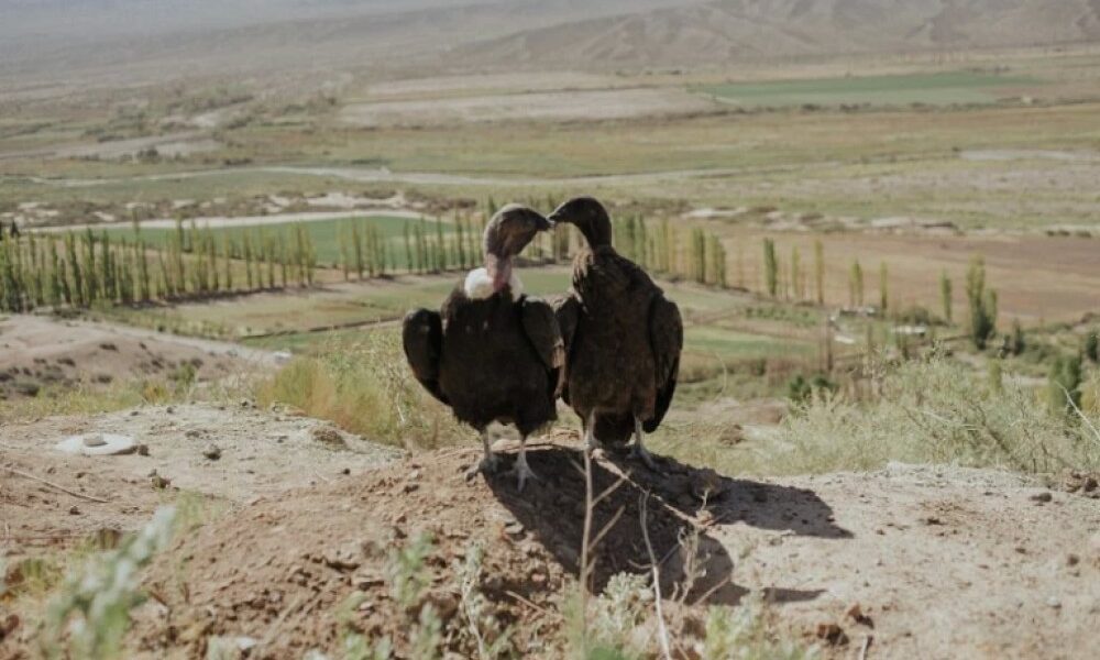 93d867a2e515ea9cd0f491c5429f6187_XL