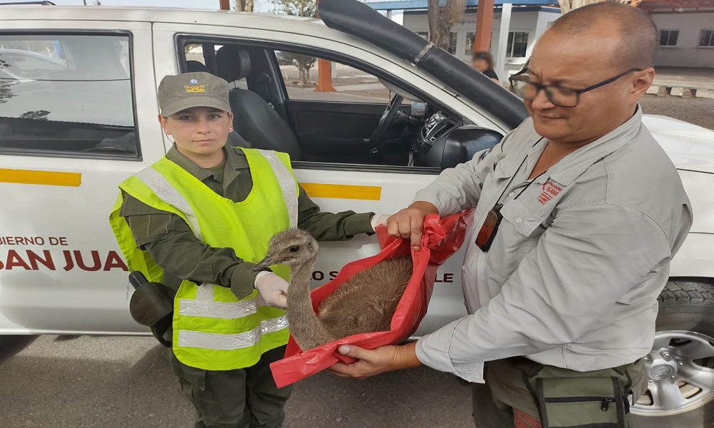 Rescatan-a-una-cria-de-nandu-andino-que-se-encontraba-herido-1-2