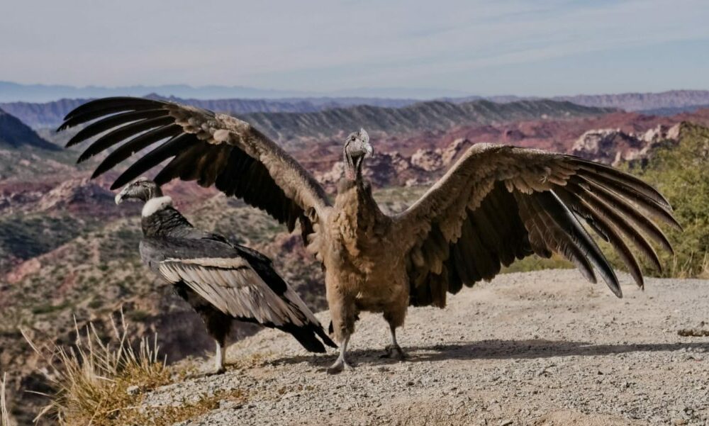 52921912269_de93dae64f_o