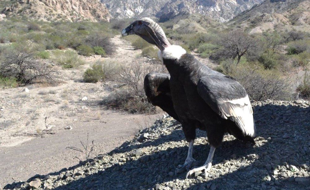 e690e4b09df35fd92c09d320cf0aaa3e_XL