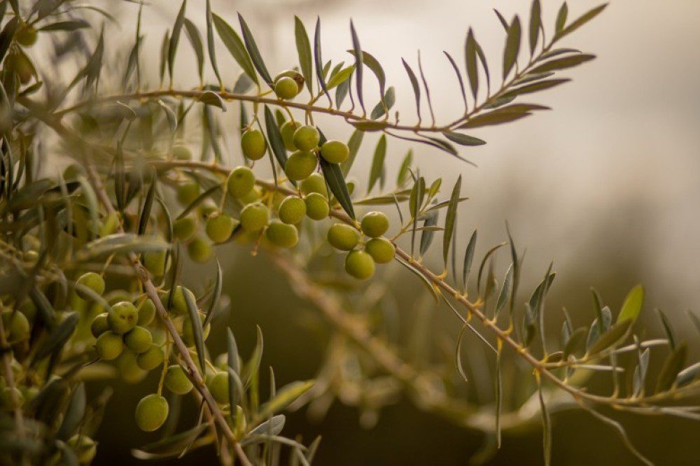 6995ab315853fbe744f57047c021ec1a_XL