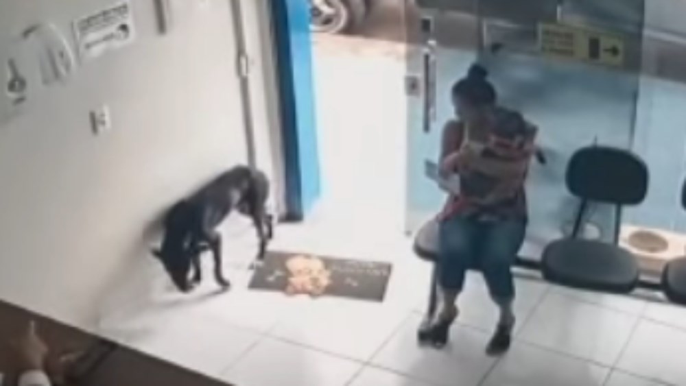 Un perrito se lastimó y fue a pedir ayuda a una veterinaria. Un perrito se lastimó y fue a pedir ayuda a una veterinaria.