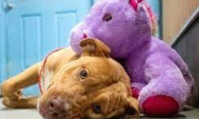 Un unicornio de peluche para Sisu.