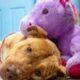 Un unicornio de peluche para Sisu.