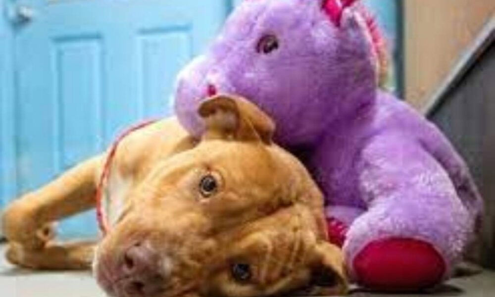 Un unicornio de peluche para Sisu. Un unicornio de peluche para Sisu.