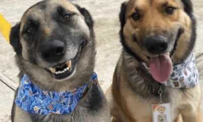La historia de los perros que trabajan como mozos.