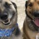 La historia de los perros que trabajan como mozos.