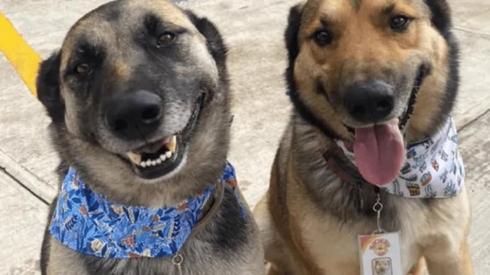 La historia de los perros que trabajan como mozos. La historia de los perros que trabajan como mozos.
