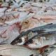 Se harán controles de calidad a pescaderías por Semana Santa.