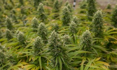 Cannabis medicinal: en agosto iniciaría el cultivo en San Juan.