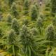 Cannabis medicinal: en agosto iniciaría el cultivo en San Juan.