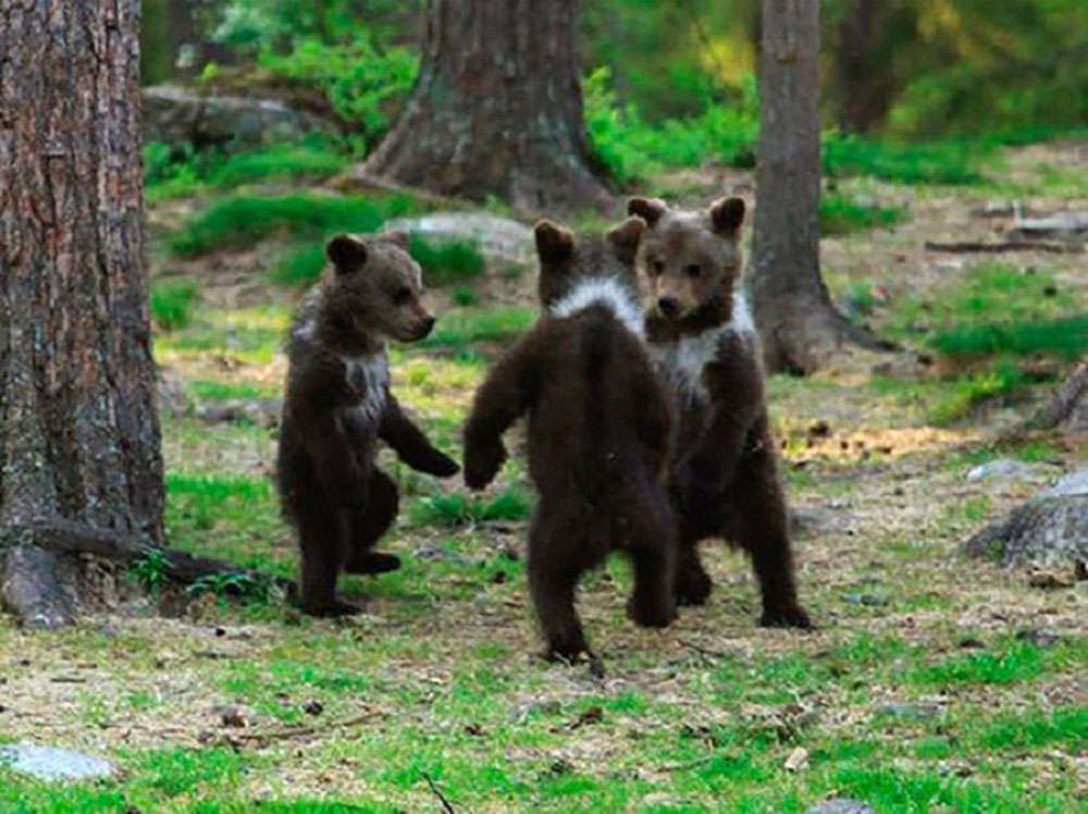 En un bosque boreal de Finlandia Tres ositos bailaban. En un bosque boreal de Finlandia Tres ositos bailaban.