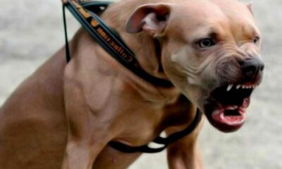Los dueños de perros potencialmente peligrosos deberán registrar a sus canes.