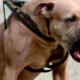Los dueños de perros potencialmente peligrosos deberán registrar a sus canes.