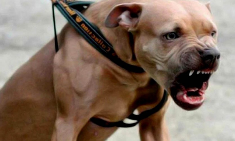 Los dueños de perros potencialmente peligrosos deberán registrar a sus canes. Los dueños de perros potencialmente peligrosos deberán registrar a sus canes.