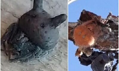 Apareció una “Araña gato” en parrales de Caucete.