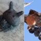 Apareció una “Araña gato” en parrales de Caucete.
