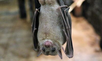 OMS: el coronavirus tiene origen animal.