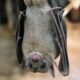 OMS: el coronavirus tiene origen animal.