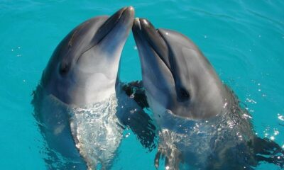Una investigación científica asegura que los delfines son rencorosos.