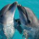Una investigación científica asegura que los delfines son rencorosos.