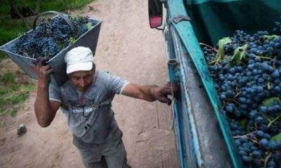 Aumento del 47% del salario más un bono para los trabajadores de viñas y bodegas.