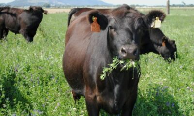 Valle Fértil: sumarán hectáreas de alfalfa para mejorar la producción de ganado bovino.