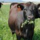 Valle Fértil: sumarán hectáreas de alfalfa para mejorar la producción de ganado bovino.