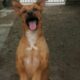 Día del Animal: Hogar de Tránsito Felipe, amor y dedicación a los perros.