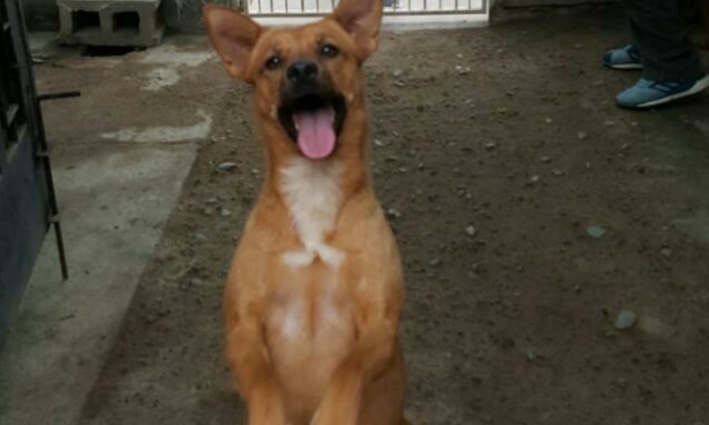 Día del Animal: Hogar de Tránsito Felipe, amor y dedicación a los perros. Día del Animal: Hogar de Tránsito Felipe, amor y dedicación a los perros.