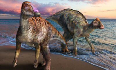 Científicos identifican a un nuevo género de “dinosaurios pico de pato”