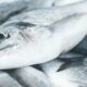 Investigadores de la UNC detectaron 42 fármacos en peces que se consumen en Córdoba.