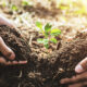 Ecuador plantará 100 mil árboles en el Amazona para luchar contra la deforestación.