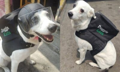 Any, la perrita que trabaja de delivery para ayudar al refugio de animales.