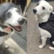 Any, la perrita que trabaja de delivery para ayudar al refugio de animales.