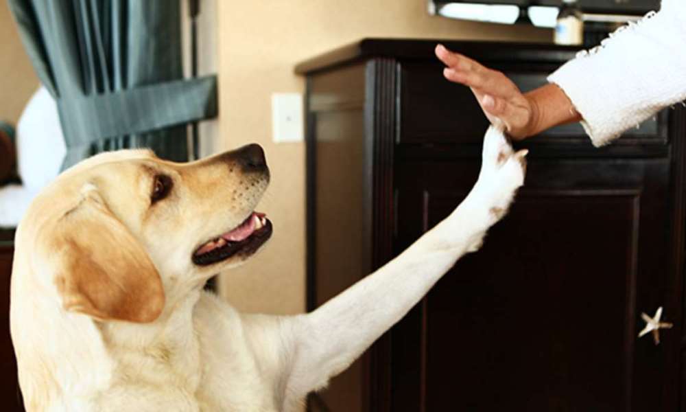 Por un mundo más Pet Friendly. Por un mundo más Pet Friendly.