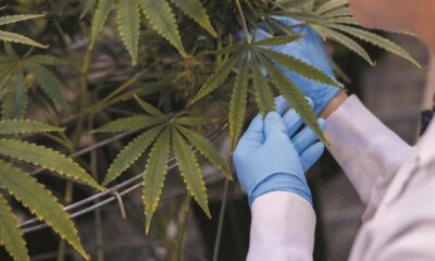 La marihuana llega como materia optativa a la universidad.
