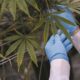 La marihuana llega como materia optativa a la universidad.