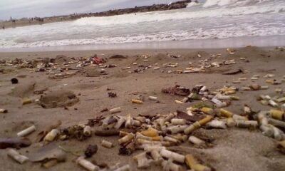 Científicos confirman cuanto contaminan el mar las colillas de cigarrillos.