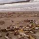 Científicos confirman cuanto contaminan el mar las colillas de cigarrillos.