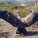 Cóndores andinos y un águila mora volvieron a la libertad.