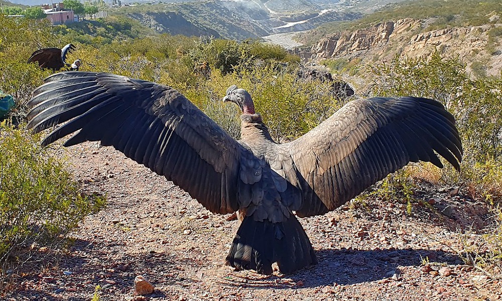 Cóndores andinos y un águila mora volvieron a la libertad. Cóndores andinos y un águila mora volvieron a la libertad.