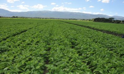 Se pretende usar líquidos cloacales tratados para riego agrícola.