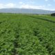 Se pretende usar líquidos cloacales tratados para riego agrícola.