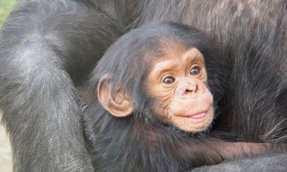 ¿Los animales también sonríen?
