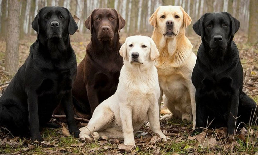 Preferencias perrunas: Argentina Vs. Brasil