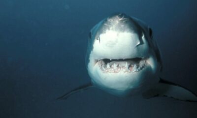 Los tiburones utilizan el campo magnético de la Tierra para navegar.